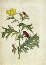 Cardos Spinosus: Beetles and Caterpillars, plate 69 fra 